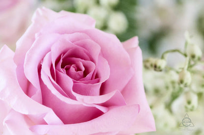 Fresh Flowers